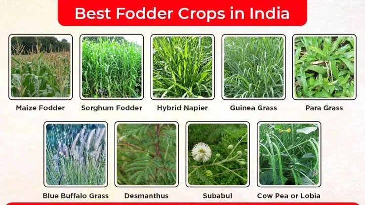 Forage Crops
