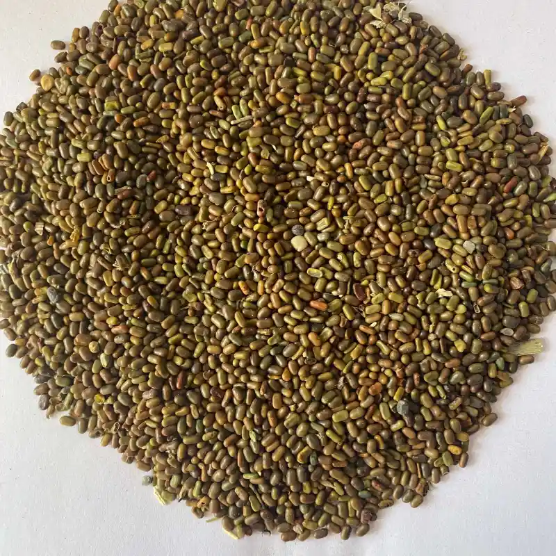 Dhaicha (Sesbania) - Premium quality