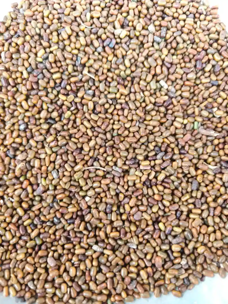 Dhaicha (Sesbania) - Machine clean 