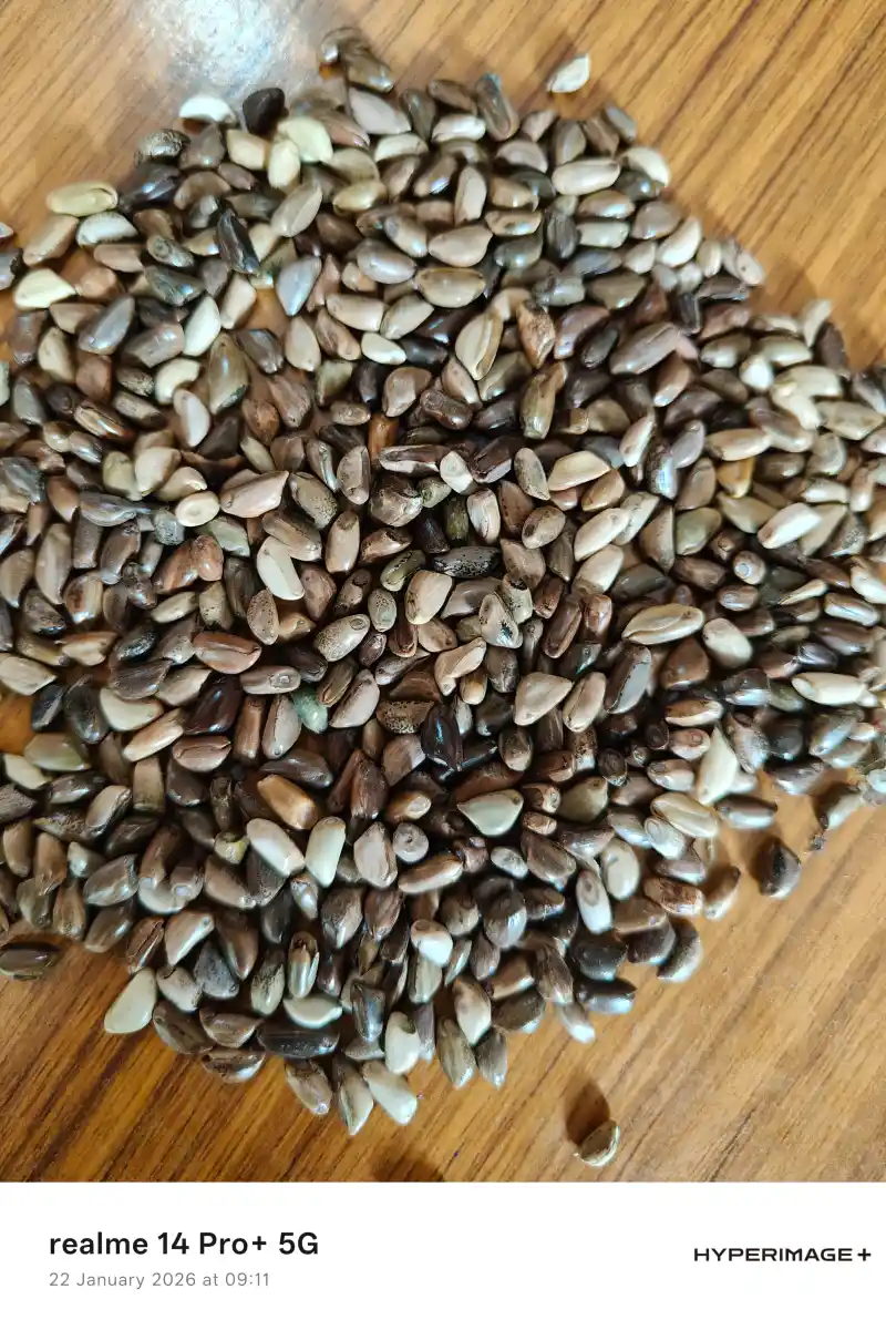 Napier Grass - Premium Quality Seeds