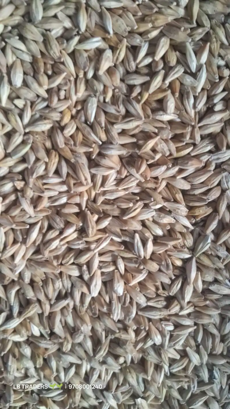 Barley - Sortex clean