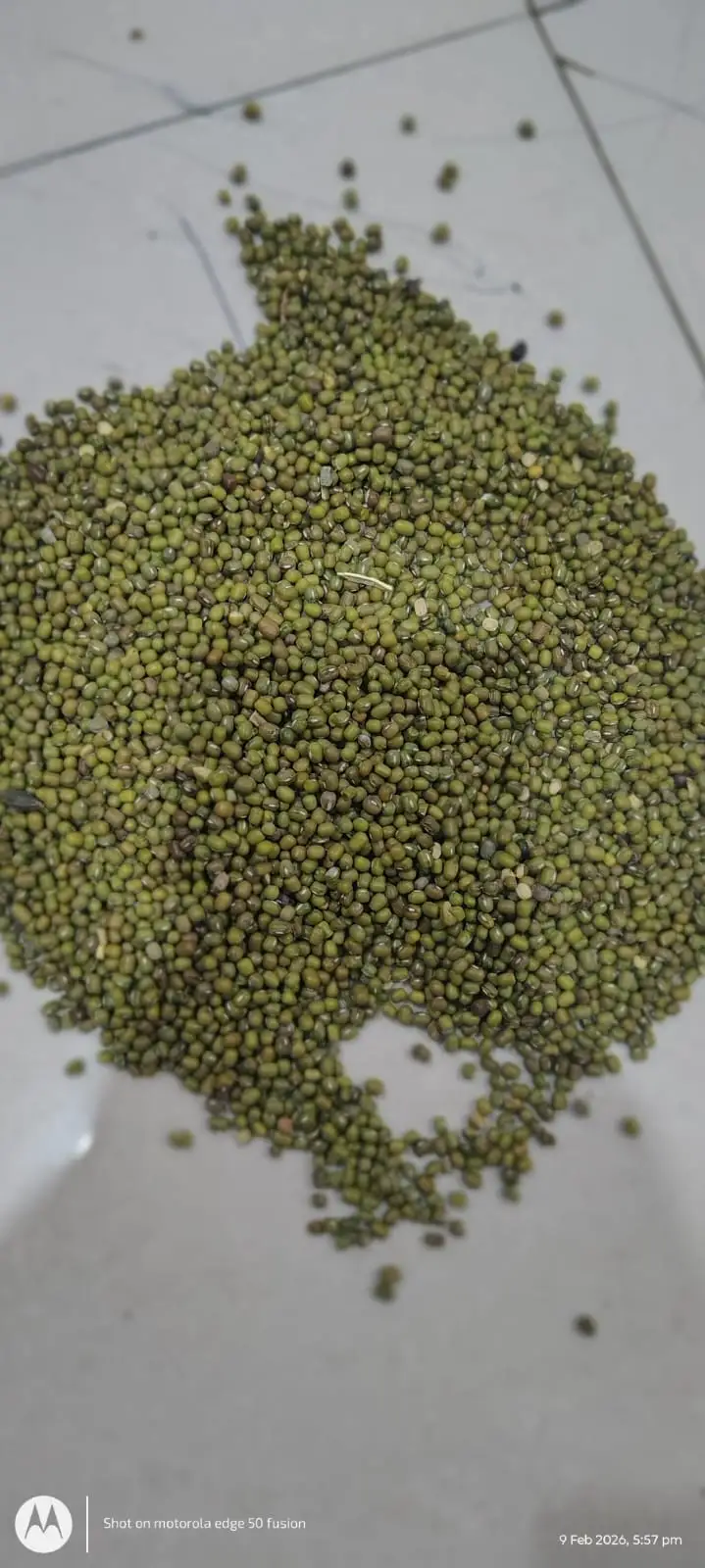 Moong (Green Gram) - Good Quality cleaned grains