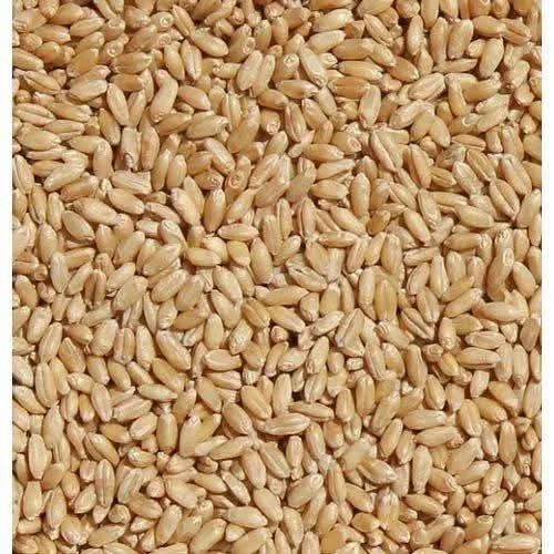 Wheat - Good Quality cleaned grains