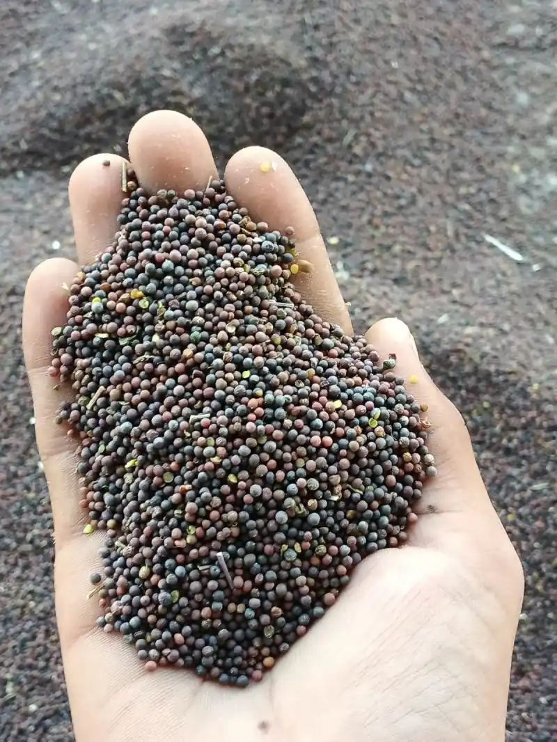Black Mustard - Premium Quality Grain