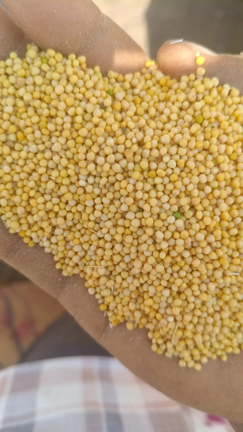 Yellow Mustard - Good Quality cleaned grains