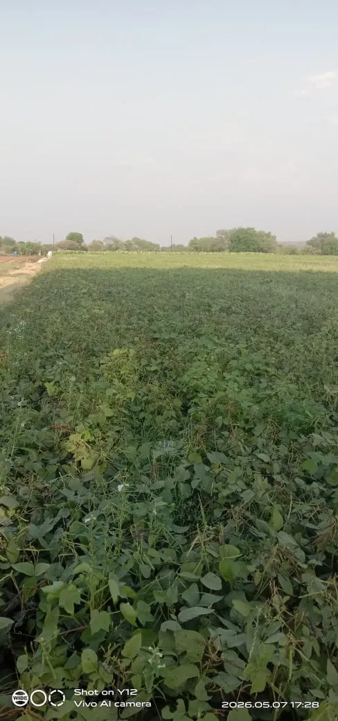 Moong (Green Gram) - Organic Mungbean 