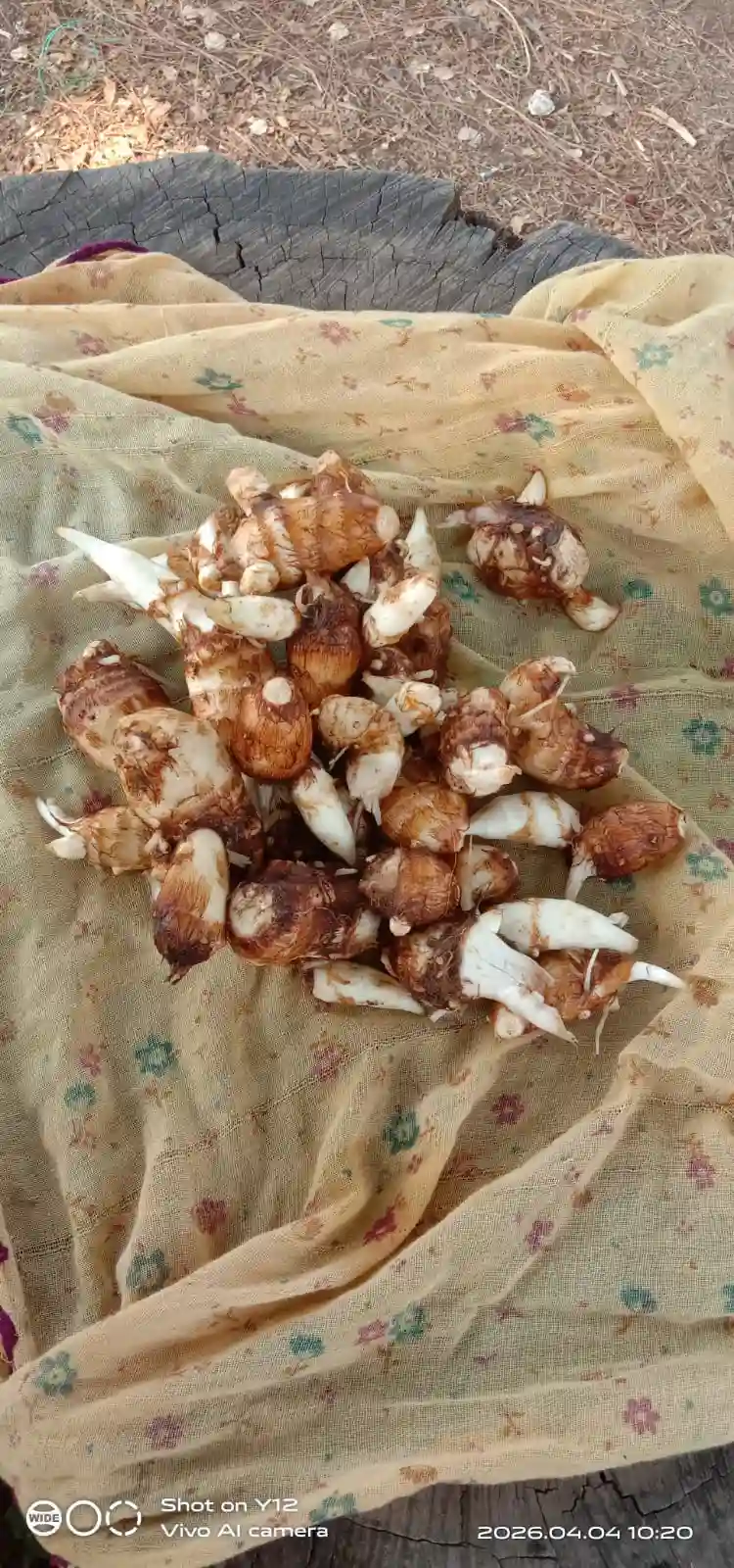 Taro/Arui - Good Quality cleaned grains