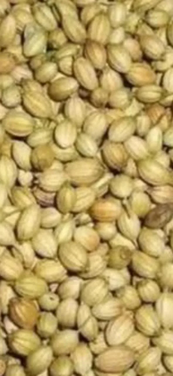 Coriander or Dhaniya - Good Quality cleaned grains