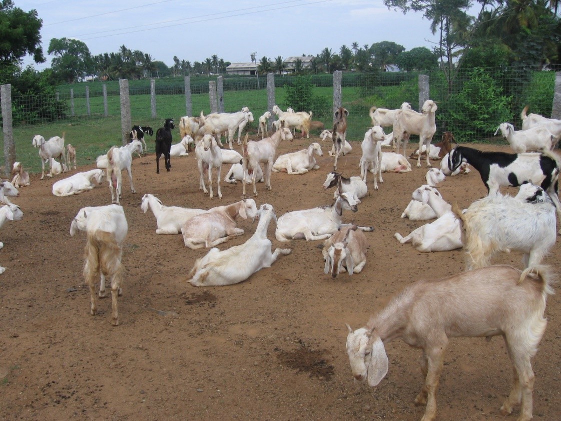 Goat farming & it's Supply Chain Management