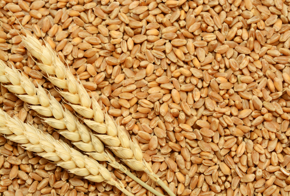 Wheat Seed production & Selling