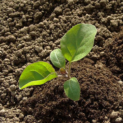 brinjal seedlings