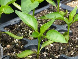 chilli seedlings